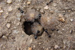 Všudypřítomní mravenci