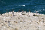 Kormoráni na útesu v Golfo dell´ Asinara