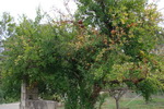 Marhaník (granátové jablko)