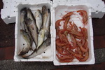Čerstvé rybářské úlovky
