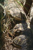 Záchranná stanice pro ohrožené želvy