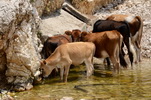 Albánie - Porto Palermo, krávy mořské ,-)