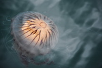 Irsko - Jellyfish u Ballycrovane Ogham Stone